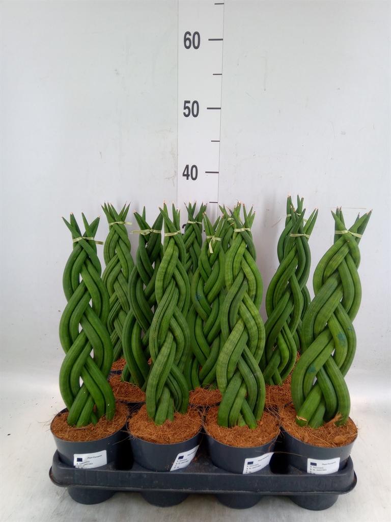 Sansevieria cylindrica overig