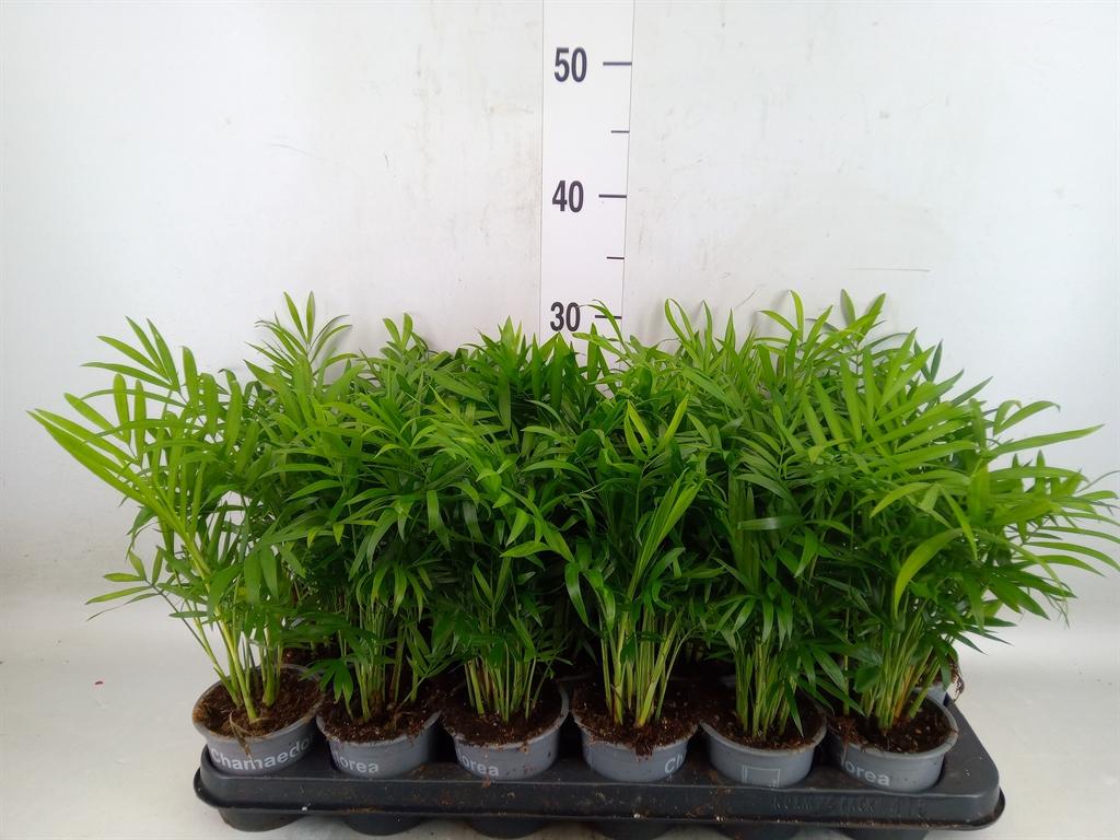 Chamaedorea elegans