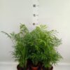 Chamaedorea elegans
