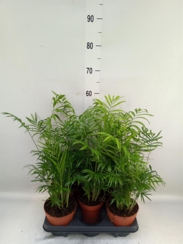 Chamaedorea elegans