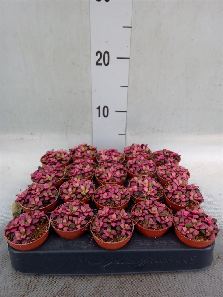 Succulenten overig