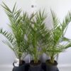 Phoenix canariensis