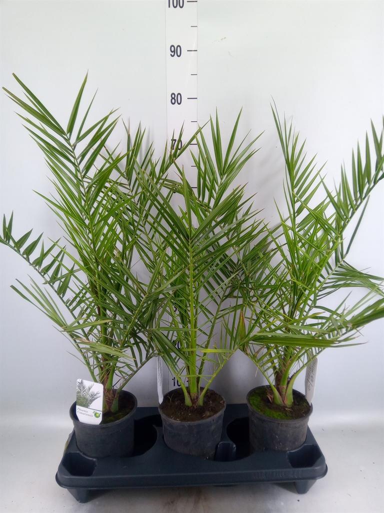 Phoenix canariensis