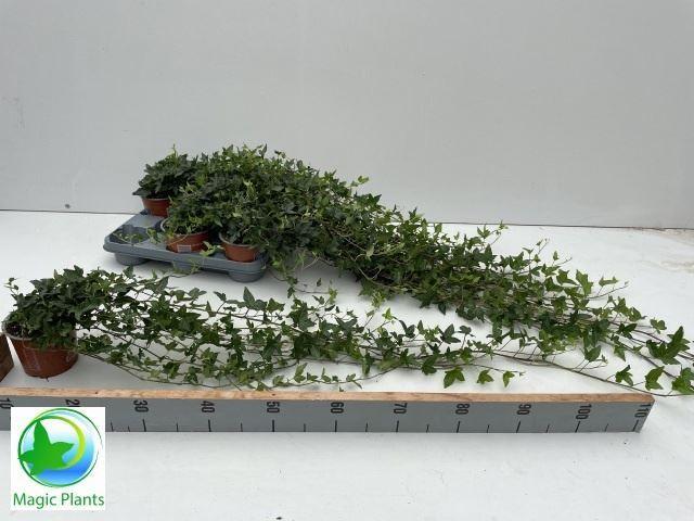 Hedera helix 'Shamrock'