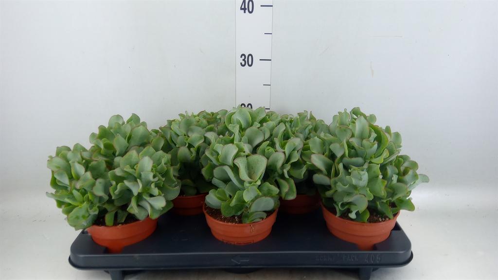 Crassula arborescens