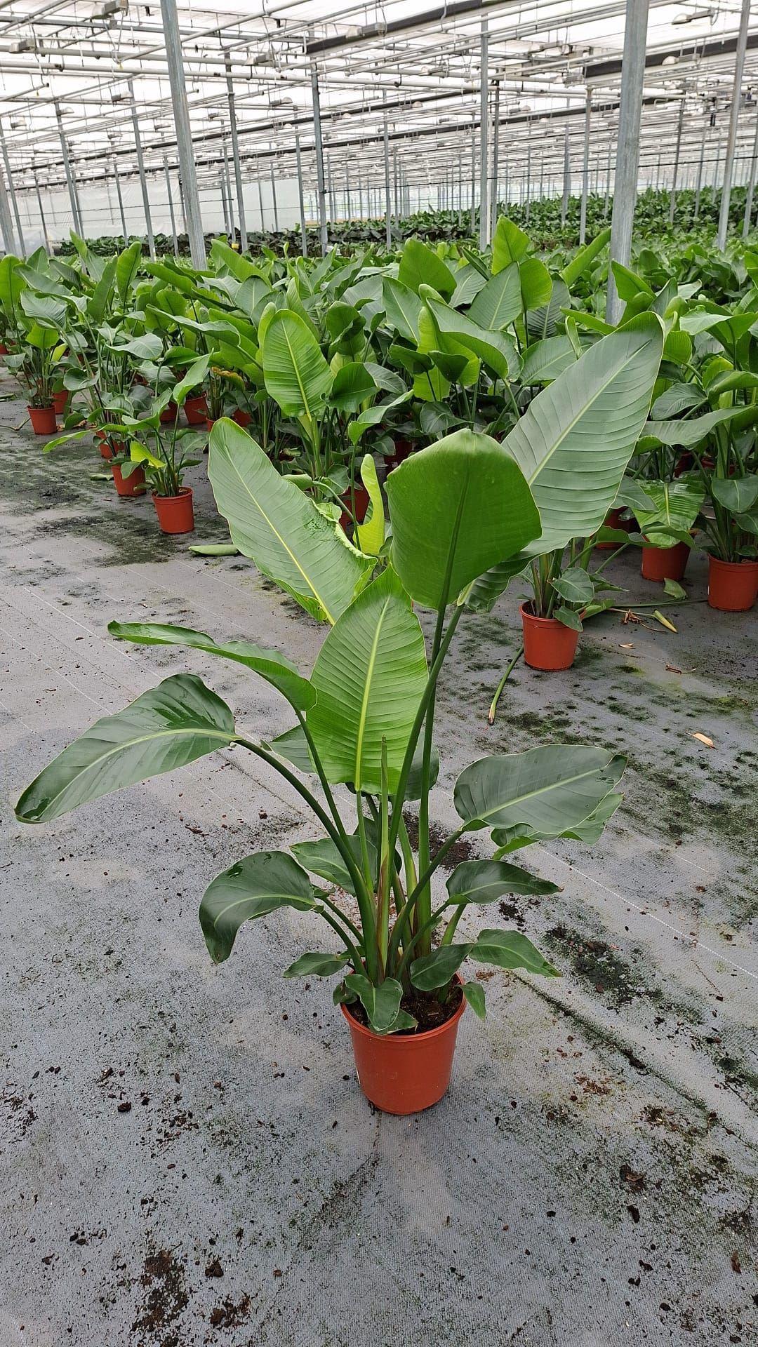 Strelitzia nicolai