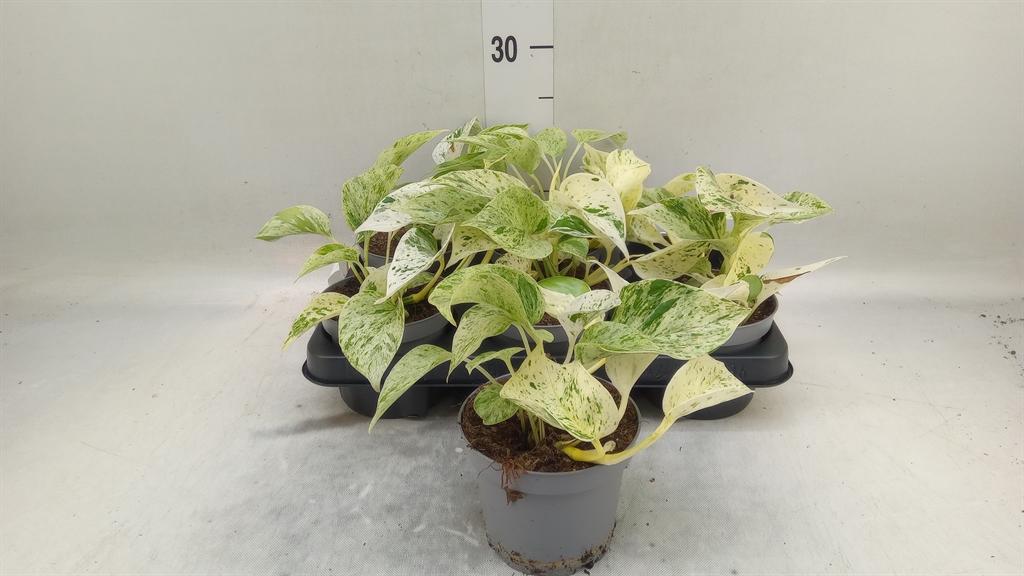 Epipremnum overig