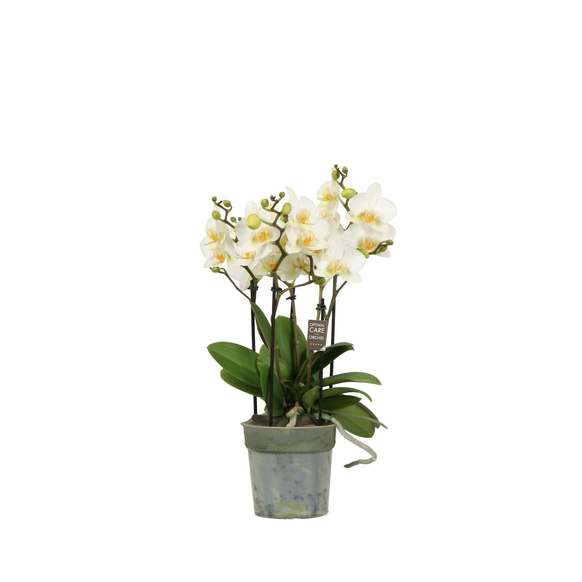 Phalaenopsis Multifloratypes overig wit