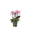Phalaenopsis Multifloratypes overig roze