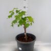 Vitis vinifera