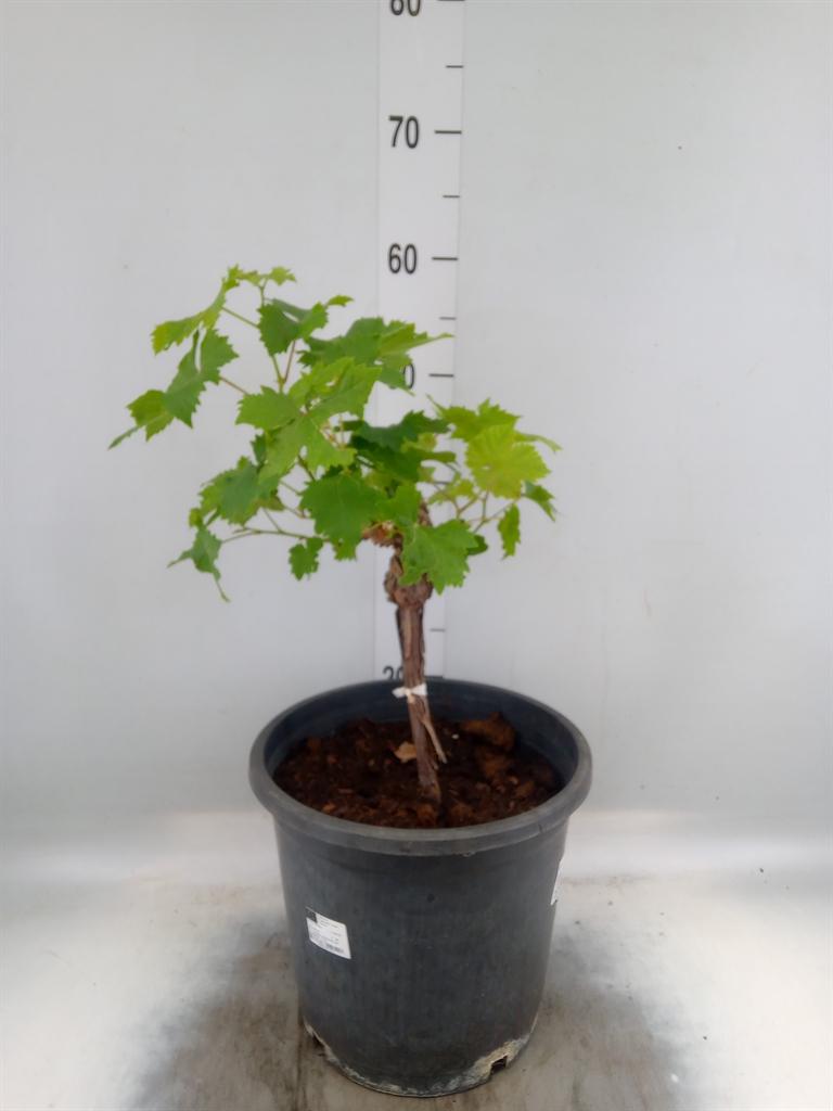 Vitis vinifera