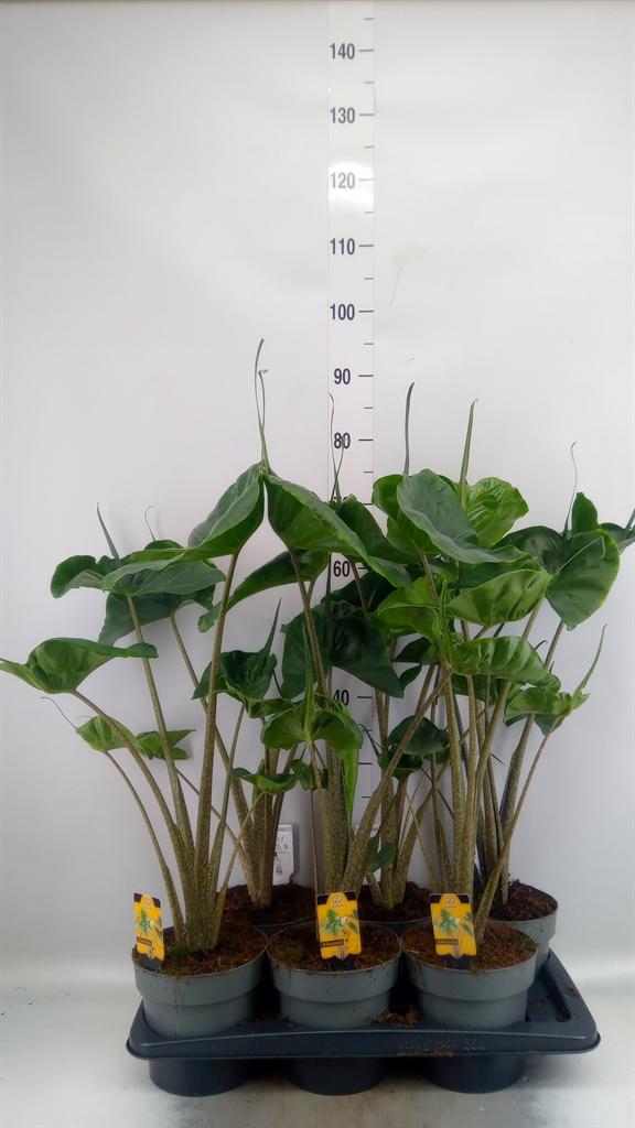 Alocasia macrorrhizos 'Stingray'