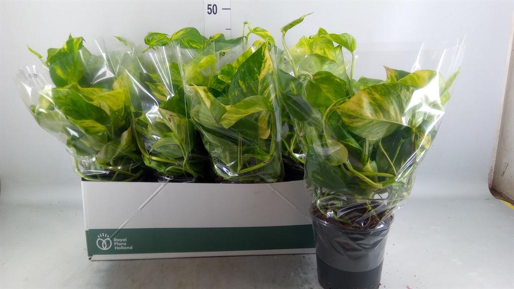 Epipremnum pinnatum 'Aureum'