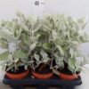 Kalanchoe overig