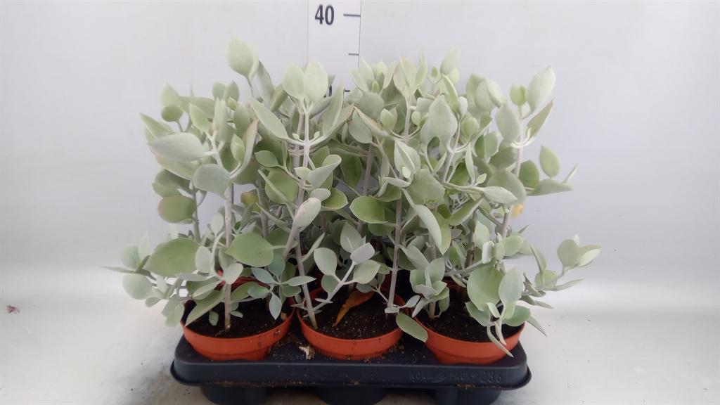 Kalanchoe overig