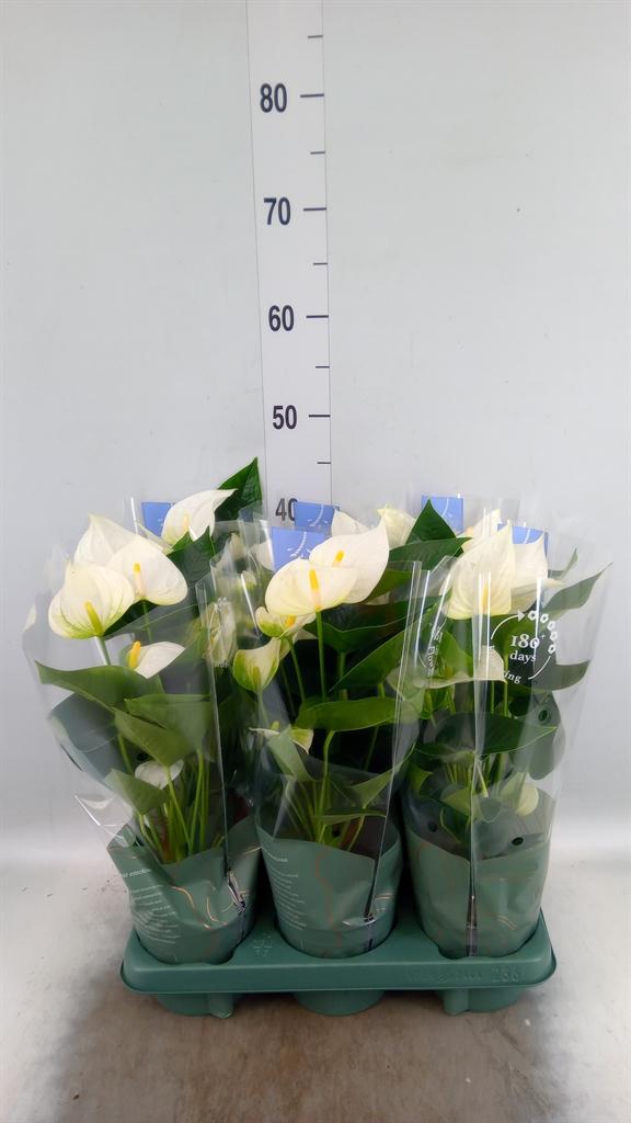 Anthurium Karma White
