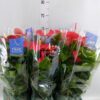 Anthurium (Andreanum Grp) Karma Red