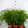 Asparagus setaceus