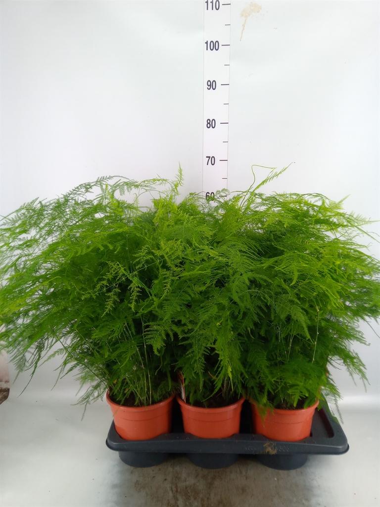 Asparagus setaceus
