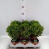 Myrsine africana