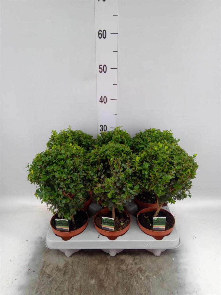 Myrsine africana