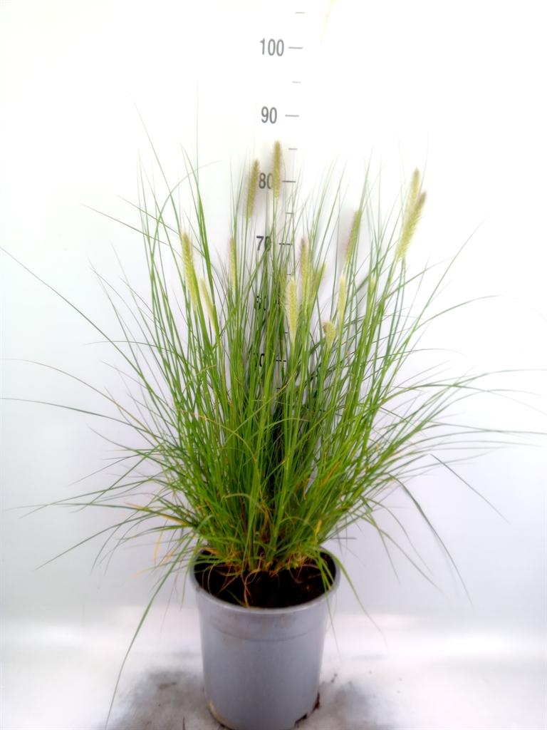 Pennisetum alopecuroides 'Hameln'