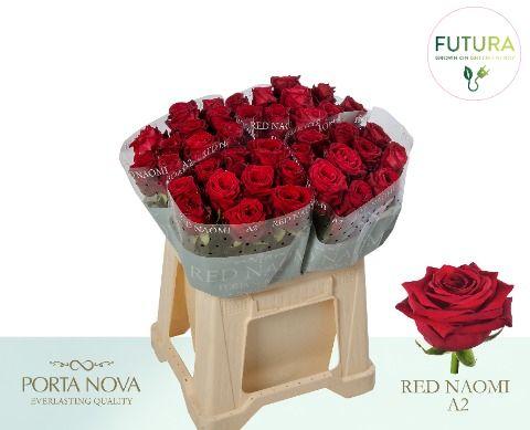 Rosa grootbloemig Red Naomi!