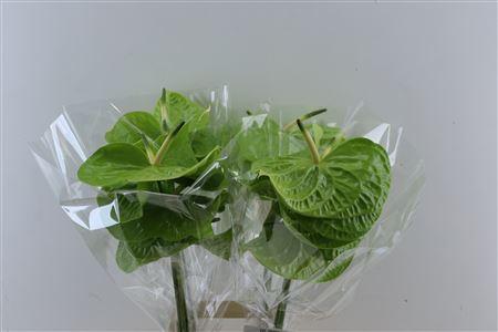 Anthurium (Andreanum Grp) Grand Slam