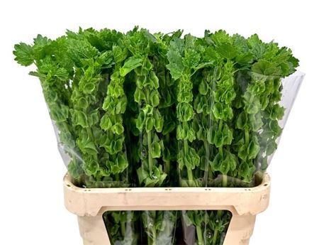 Moluccella laevis