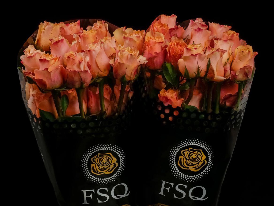 Rosa grootbloemig Carpe Diem+