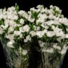 Dianthus Solomio Ard