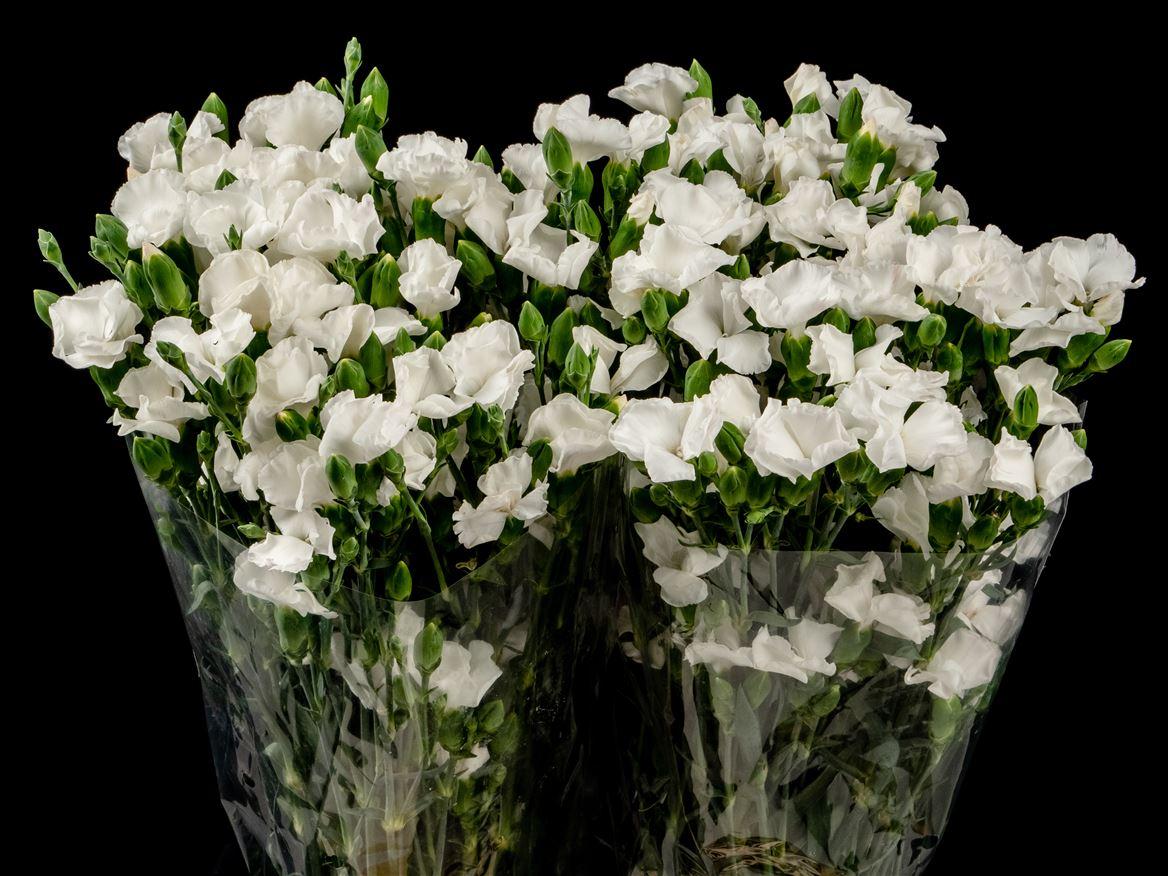Dianthus Solomio Ard