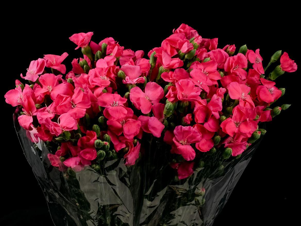 Dianthus Solomio Imre