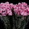 Dianthus overig