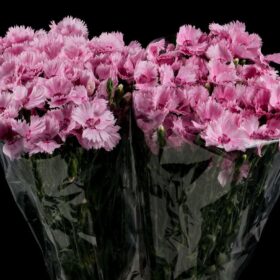 Dianthus overig