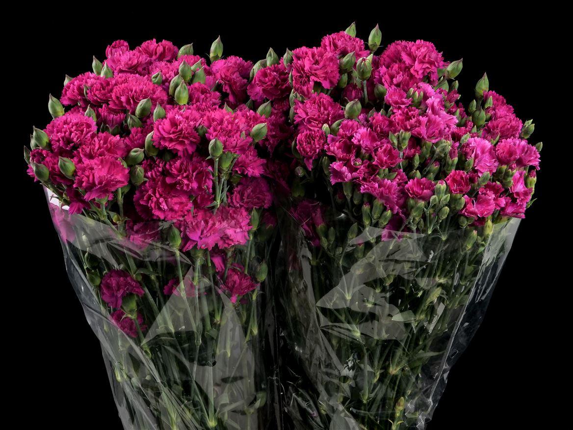 Dianthus overig