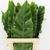Aspidistra elatior overig