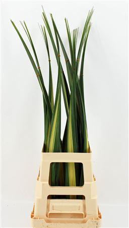 Pandanus