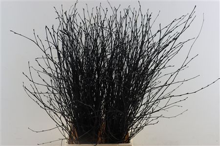 Berk Tørret