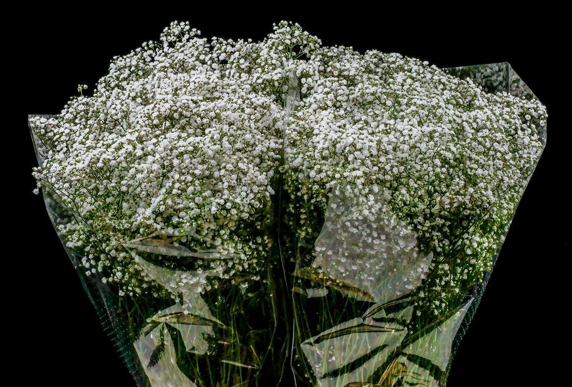 Gypsophila paniculata Million Stars