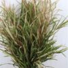 Grevillea 'Spiderman'