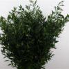 Ruscus aculeatus per bos
