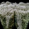 Gypsophila paniculata Xlence