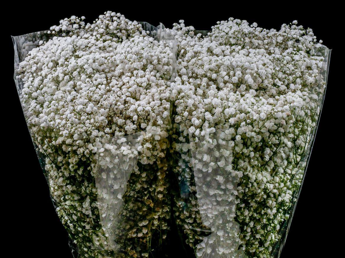 Gypsophila paniculata Xlence