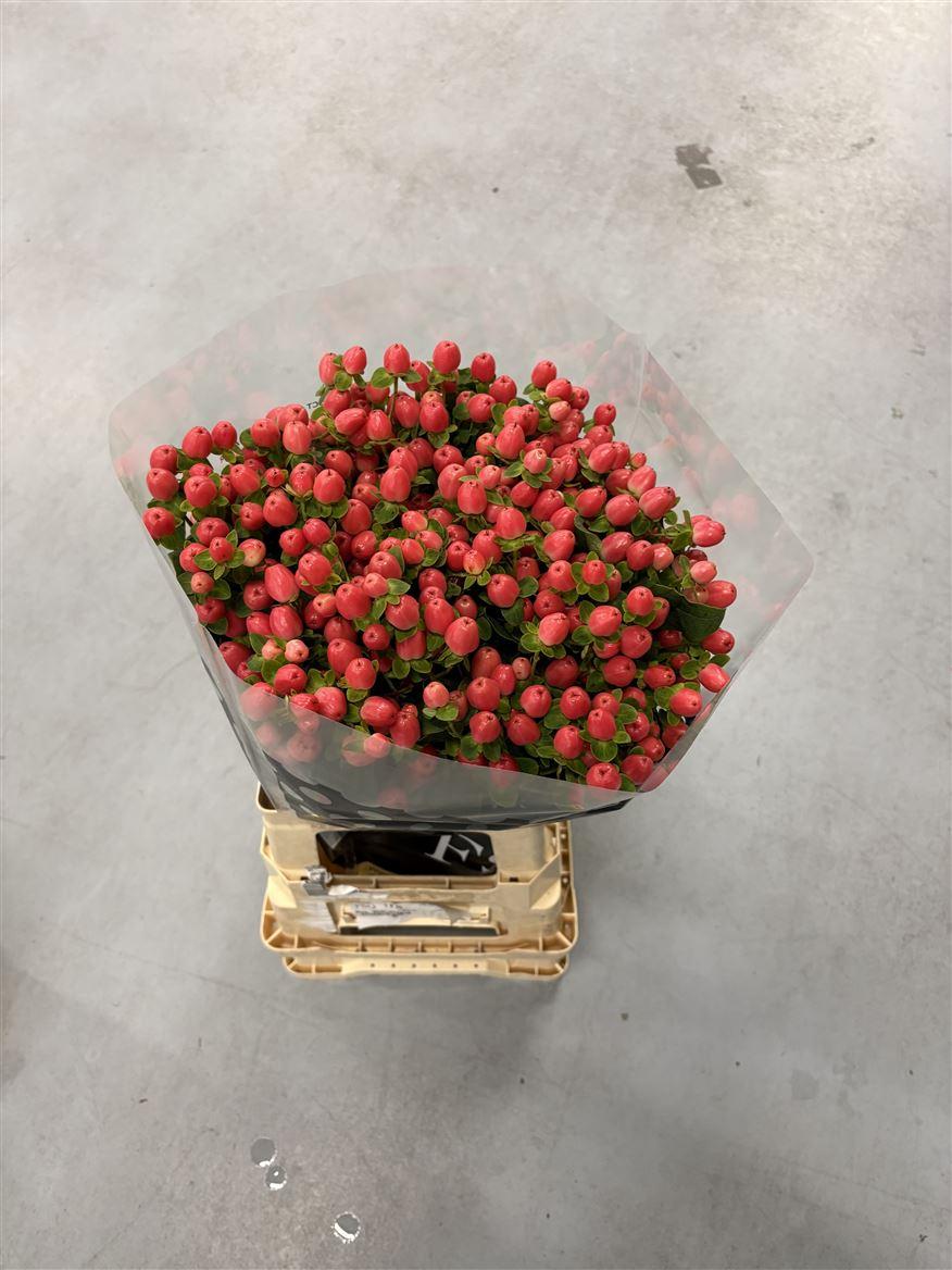 Hypericum x inodorum Magical Majestic Pride