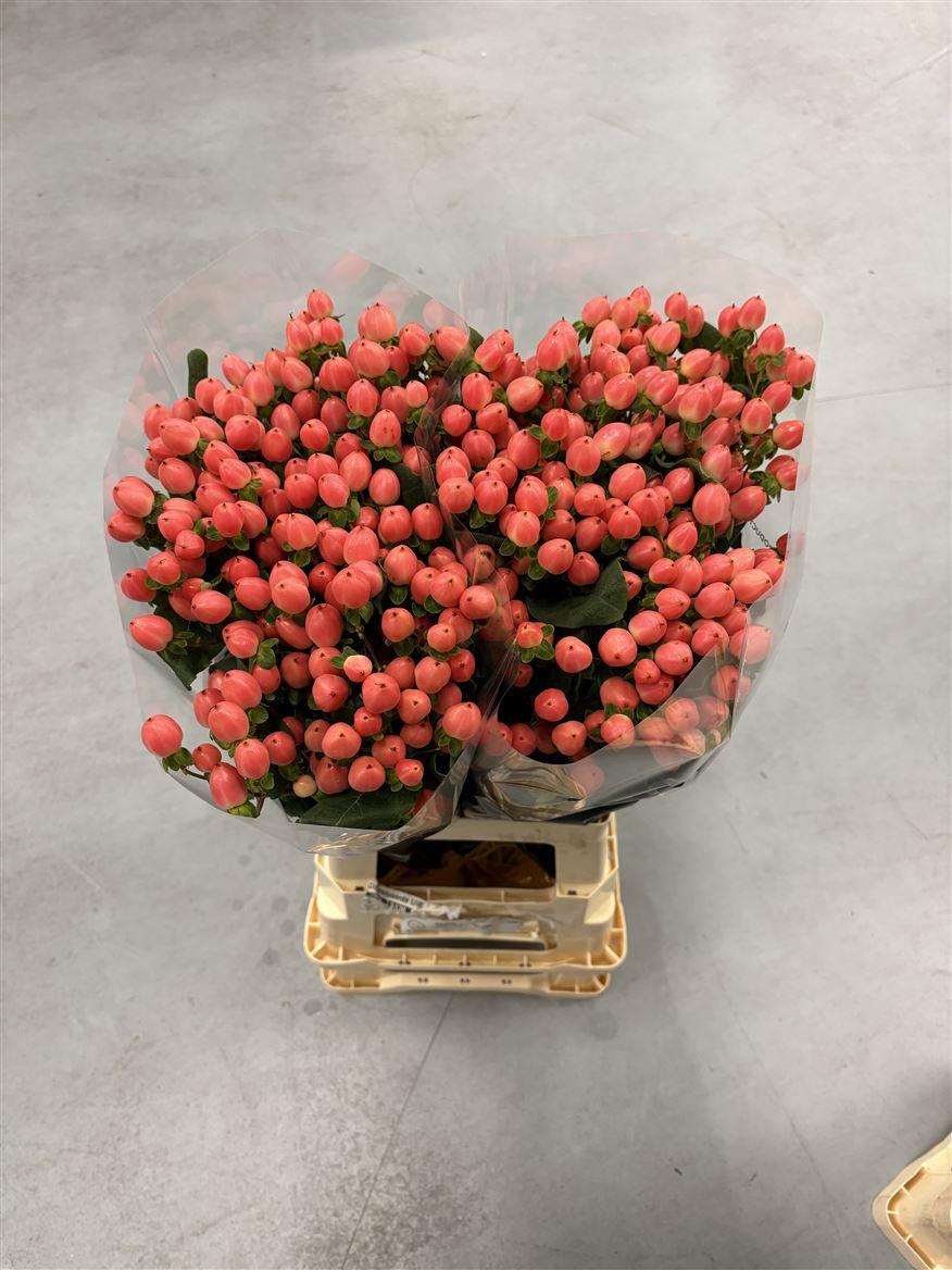 Hypericum overig