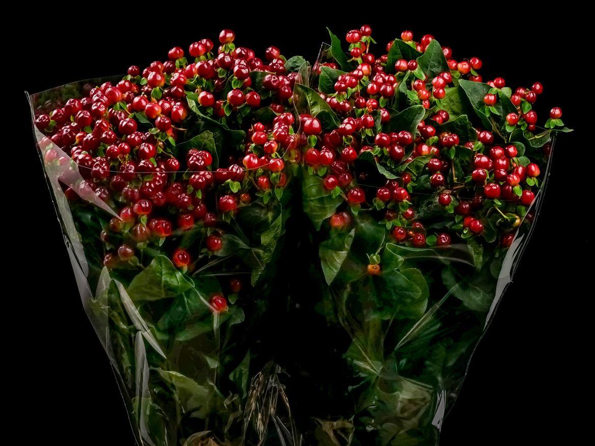 Hypericum overig