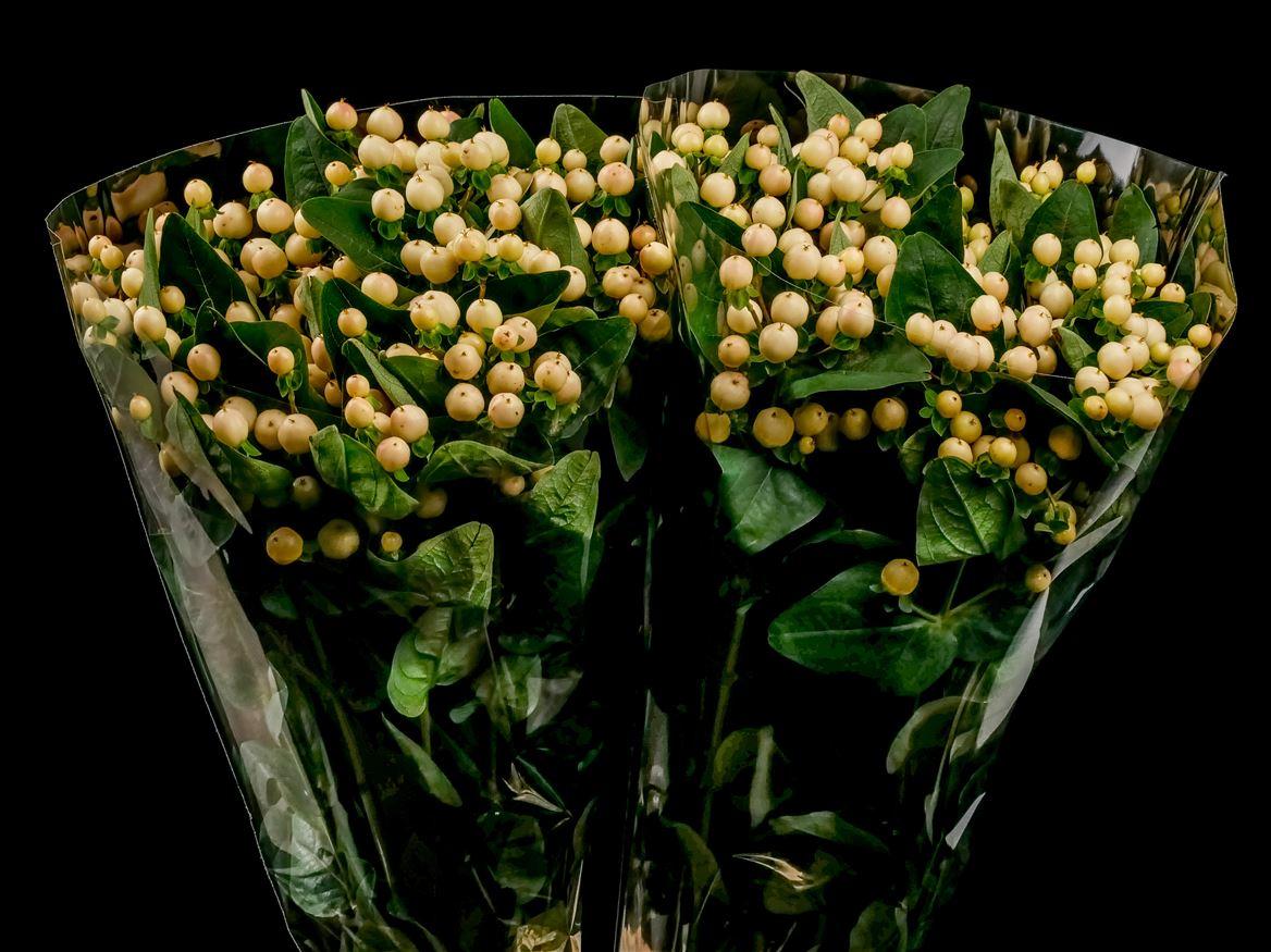 Hypericum overig