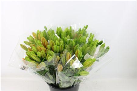 Lilium (LA-hybrids Grp) overig