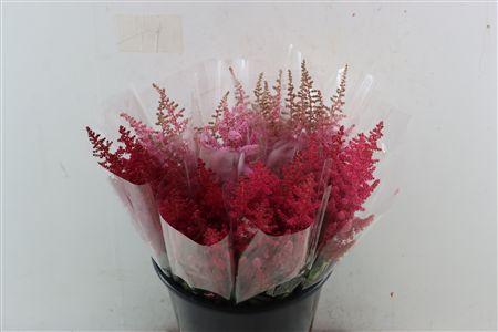 Maireana sedifolia